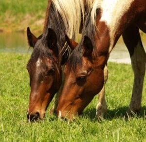 horses-grazing-2-514x500